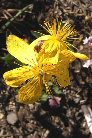 Hypericum richeri subsp. burseri \ Bursers Johanniskraut / Burser's St. John's-Wort, E Picos de Europa, Posada de Valdeon 13.8.2012