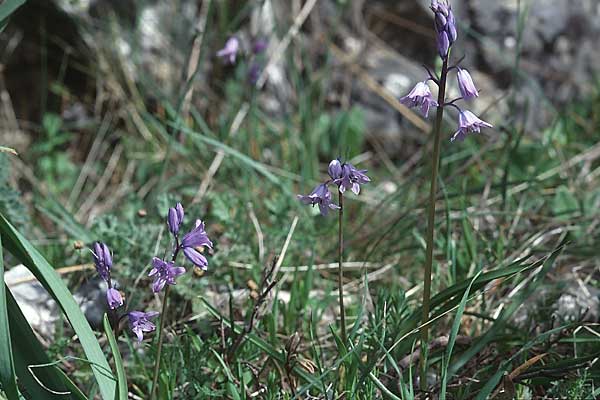 Hyacinthoides hispanica \ Spanisches Hasenglckchen / Spanish Bluebell, E Grazalema 21.4.1999