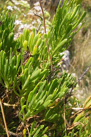 Limbarda crithmoides \ Salz-Alant, E Asturien Ribadesella 10.8.2012