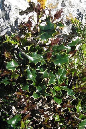Ilex aquifolium \ Stechpalme / Holly, E Picos de Europa, Covadonga 7.8.2012