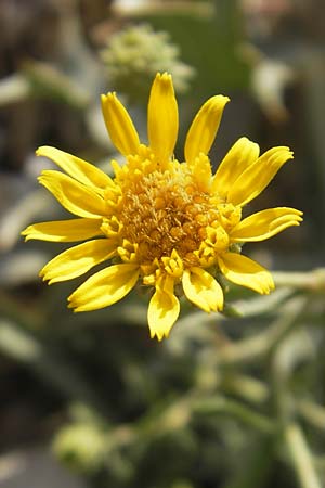 Pentanema montanum \ Berg-Alant / Mountain Fleabane, E Usun 20.8.2011