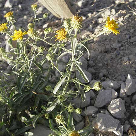 Pentanema montanum \ Berg-Alant / Mountain Fleabane, E Usun 20.8.2011