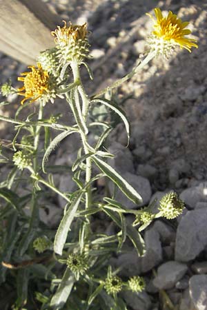 Pentanema montanum \ Berg-Alant / Mountain Fleabane, E Usun 20.8.2011