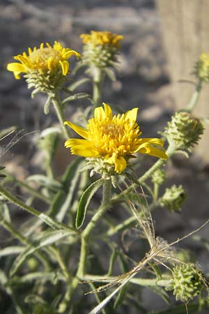 Pentanema montanum \ Berg-Alant / Mountain Fleabane, E Usun 20.8.2011