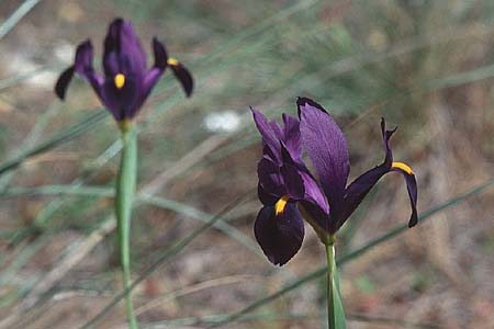 Iris filifolia \ Schmalbl&auml;ttrige Schwertlilie / Narrow-Leaved Purple Iris, E Coin 20.4.1999