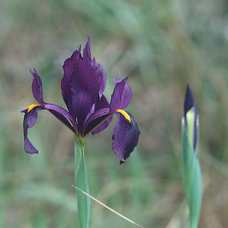Iris filifolia \ Schmalbl&auml;ttrige Schwertlilie / Narrow-Leaved Purple Iris, E Coin 29.3.2001