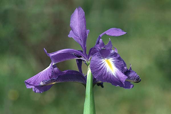 Iris latifolia \ Pyren&auml;en-Schwertlilie, Englische Schwertlilie / Pyrenean Iris, English Iris, E Prov.  Burgos,  Monterubio de Demanda 27.6.2001