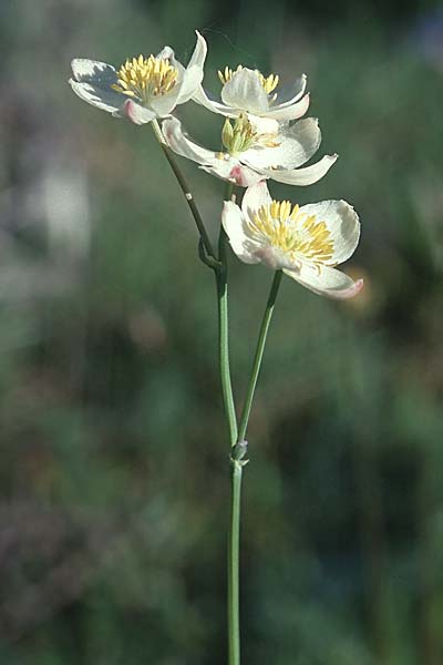 Thalictrum tuberosum \ Wiesenraute / Meadow-Rue, E Navarra, Pamplona 21.5.2003