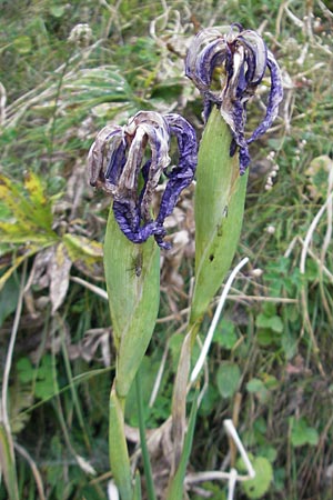 Iris latifolia \ Pyren&auml;en-Schwertlilie, Englische Schwertlilie / Pyrenean Iris, English Iris, E Pyren&auml;en/Pyrenees, Ordesa 23.8.2011