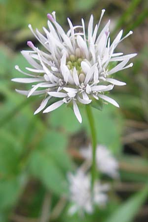 Jasione montana \ Berg-Sandglckchen, Schaf-Rapunzel / Sheep's Bit, E Bermeo 17.8.2011