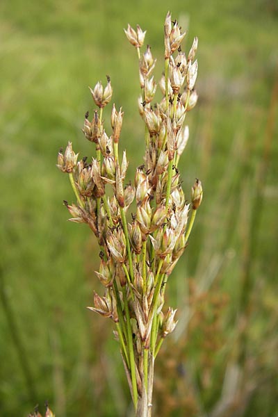 Juncus maritimus \ Strand-Binse / Sea Rush, E Asturien/Asturia Ribadesella 10.8.2012