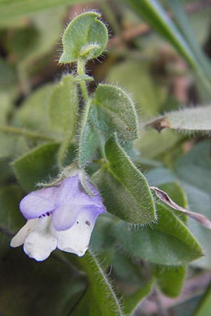 Kickxia commutata \ Ver&auml;ndertes T&auml;nnelkraut / Perennial Fluellen, E Lekeitio 6.8.2012