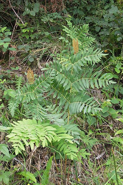 Osmunda regalis \ Knigs-Farn / Royal Fern, E Bermeo 17.8.2011