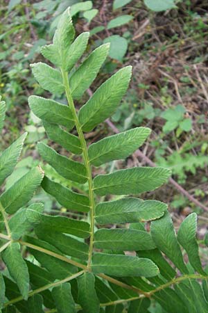 Osmunda regalis \ Knigs-Farn / Royal Fern, E Bermeo 17.8.2011