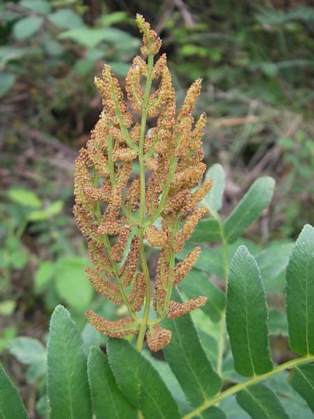Osmunda regalis \ Knigs-Farn / Royal Fern, E Bermeo 17.8.2011