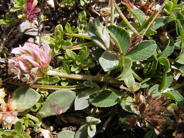 Trifolium thalii \ Rasiger Klee, Alm-Klee / Thal's Clover, E Picos de Europa, Fuente De 14.8.2012