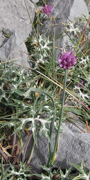 Allium palentinum \ Palentina-Lauch / Palentina Garlic, E Picos de Europa, Fuente De 14.8.2012