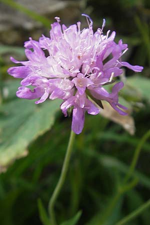 Knautia nevadensis \ Sierra Nevada-Witwenblume / Sierra Nevada Scabious, E Pyren&auml;en/Pyrenees, Ordesa 23.8.2011