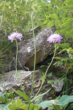 Knautia nevadensis \ Sierra Nevada-Witwenblume / Sierra Nevada Scabious, E Pyren&auml;en/Pyrenees, Ordesa 23.8.2011