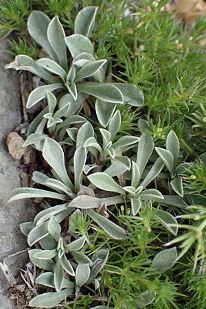 Antennaria dioica \ Gewhnliches Katzenpftchen, E Pyrenäen, Prat de Cadi 6.8.2018