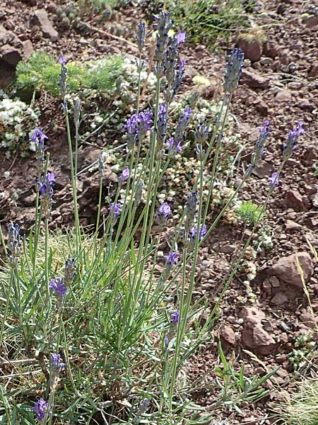 Lavandula angustifolia subsp. pyrenaica \ Pyren�en-Lavendel / Pyrenean Lavender, E Pyren&auml;en/Pyrenees, Prat de Cadi 6.8.2018