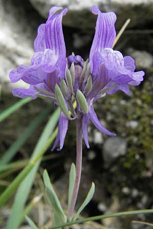 Linaria alpina \ Alpen-Leinkraut / Alpine Toadflax, E Pyrenäen/Pyrenees, Caldes de Boi 16.8.2006