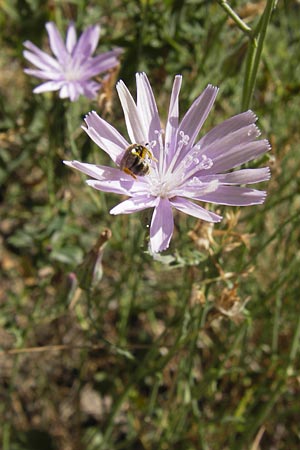Lactuca tenerrima \ Zarter Lattich, Westalpen-Lattich, E Picos de Europa, Cain 9.8.2012