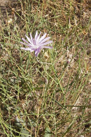 Lactuca tenerrima \ Zarter Lattich, Westalpen-Lattich, E Picos de Europa, Cain 9.8.2012