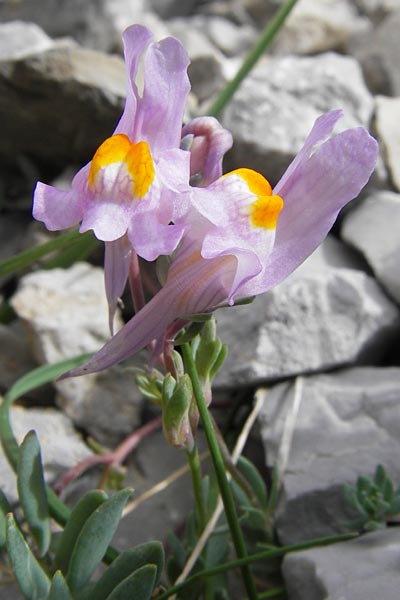 Linaria alpina subsp. filicaulis \ Lockerbl&uuml;tiges Alpen-Leinkraut / Lax-Flowered Alpine Toadflax, E Picos de Europa, Fuente De 14.8.2012