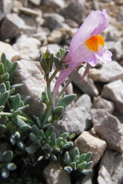 Linaria alpina subsp. filicaulis \ Lockerbl&uuml;tiges Alpen-Leinkraut / Lax-Flowered Alpine Toadflax, E Picos de Europa, Fuente De 14.8.2012