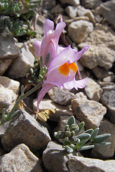 Linaria alpina subsp. filicaulis \ Lockerbl&uuml;tiges Alpen-Leinkraut / Lax-Flowered Alpine Toadflax, E Picos de Europa, Fuente De 14.8.2012