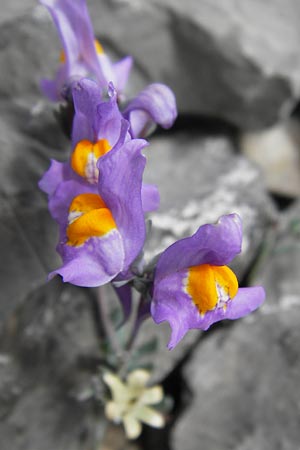 Linaria alpina subsp. filicaulis \ Lockerbl&uuml;tiges Alpen-Leinkraut / Lax-Flowered Alpine Toadflax, E Picos de Europa, Fuente De 14.8.2012