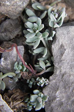 Linaria alpina subsp. filicaulis \ Lockerbl&uuml;tiges Alpen-Leinkraut / Lax-Flowered Alpine Toadflax, E Picos de Europa, Fuente De 14.8.2012