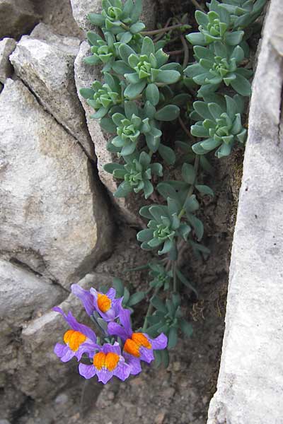 Linaria alpina subsp. filicaulis \ Lockerbl&uuml;tiges Alpen-Leinkraut / Lax-Flowered Alpine Toadflax, E Picos de Europa, Fuente De 14.8.2012