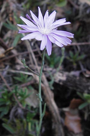 Lactuca tenerrima \ Zarter Lattich, Westalpen-Lattich, E Picos de Europa, Potes 16.8.2012