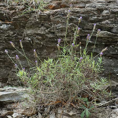 Lavandula angustifolia subsp. pyrenaica \ Pyren�en-Lavendel / Pyrenean Lavender, E Pyren&auml;en/Pyrenees, La Popla de Lillet 5.8.2018