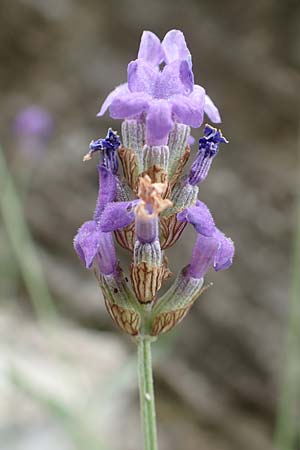 Lavandula angustifolia subsp. pyrenaica \ Pyren�en-Lavendel / Pyrenean Lavender, E Pyren&auml;en/Pyrenees, La Popla de Lillet 5.8.2018