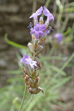 Lavandula angustifolia subsp. pyrenaica \ Pyren�en-Lavendel / Pyrenean Lavender, E Pyren&auml;en/Pyrenees, La Popla de Lillet 5.8.2018