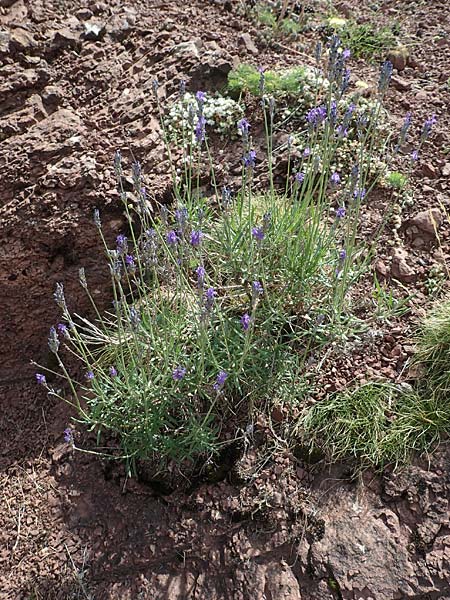 Lavandula angustifolia subsp. pyrenaica \ Pyren�en-Lavendel / Pyrenean Lavender, E Pyren&auml;en/Pyrenees, Prat de Cadi 6.8.2018