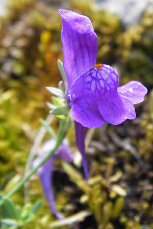 Linaria faucicola \ Picos Leinkraut / Picos Toadflax, E Picos de Europa, Covadonga 7.8.2012