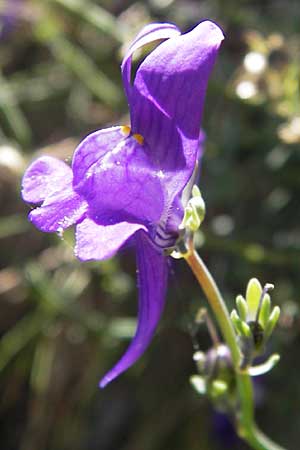 Linaria faucicola \ Picos Leinkraut / Picos Toadflax, E Picos de Europa, Covadonga 7.8.2012