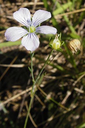 Linum bienne \ Zweijhriger Lein / Pale Flax, E Picos de Europa, Potes 16.8.2012