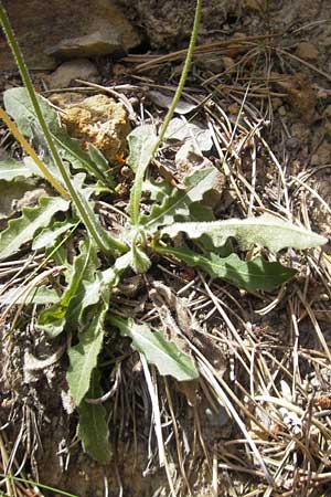 Leontodon hispidus \ Rauer Lwenzahn, Steifhaariges Milchkraut / Rough Hawkbit, E Pyrenäen/Pyrenees, Ordesa 23.8.2011