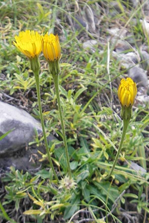 Leontodon duboisii \ Dubois' Lwenzahn, E Pyrenäen, Ordesa 23.8.2011