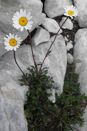 Leucanthemum gaudinii subsp. cantabricum \ Kantabrische Hgel-Margerite, E Picos de Europa, Fuente De 14.8.2012