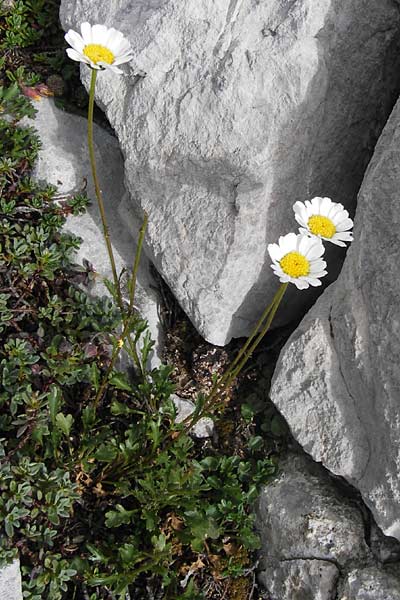 Leucanthemum gaudinii subsp. cantabricum \ Kantabrische Hgel-Margerite, E Picos de Europa, Fuente De 14.8.2012