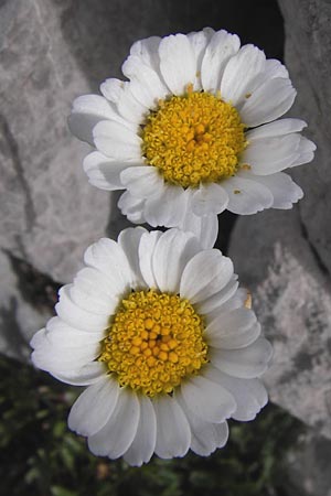 Leucanthemum gaudinii subsp. cantabricum \ Kantabrische Hgel-Margerite, E Picos de Europa, Fuente De 14.8.2012