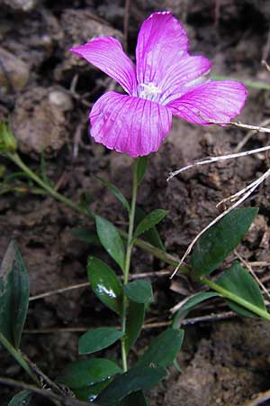 Linum viscosum \ Klebriger Lein / Sticky Flax, E Picos de Europa, Covadonga 7.8.2012