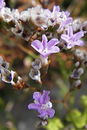 Limonium binervosum agg. \ Felsen-Strandflieder / Rock Sea Lavender, E Asturien/Asturia Ribadesella 10.8.2012