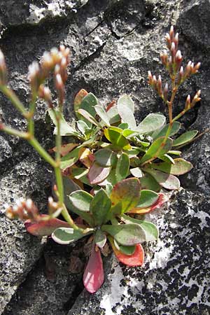 Limonium binervosum agg. \ Felsen-Strandflieder / Rock Sea Lavender, E Asturien/Asturia Ribadesella 10.8.2012